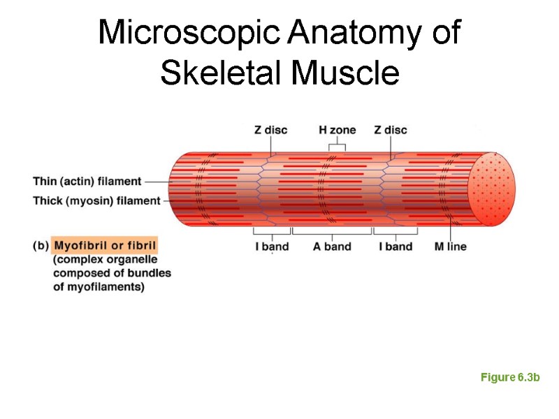 Microscopic Anatomy of Skeletal Muscle Figure 6.3b